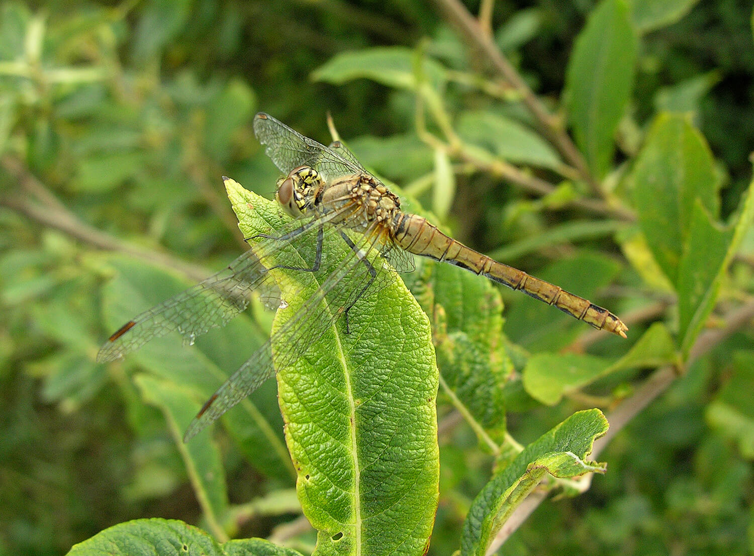 Female Ruddy Darter by David Kitching